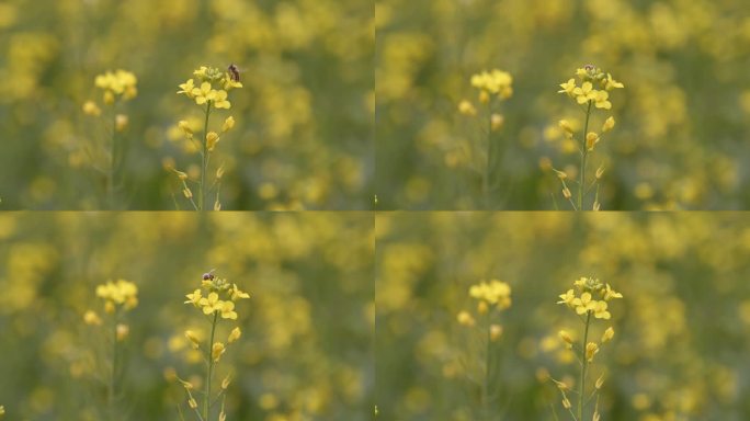 采花的蜜蜂