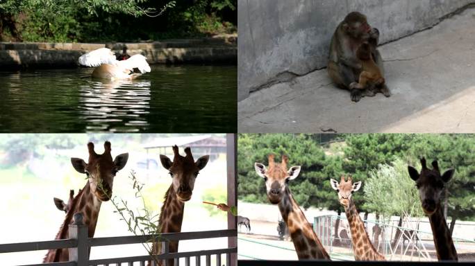 4K超清拍摄北京八达岭野生动物园