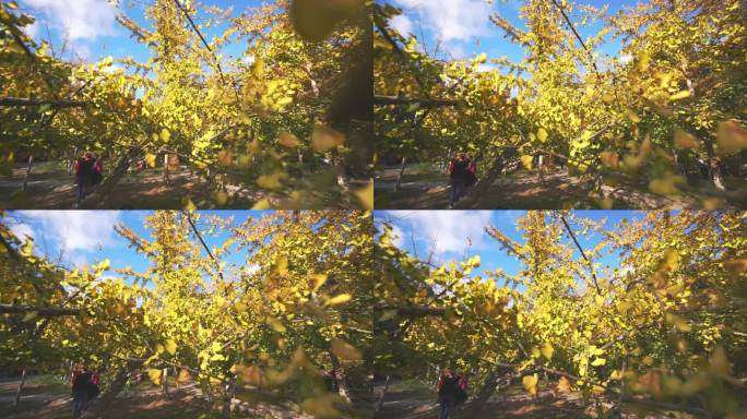 银杏树秋天黄叶升格视频