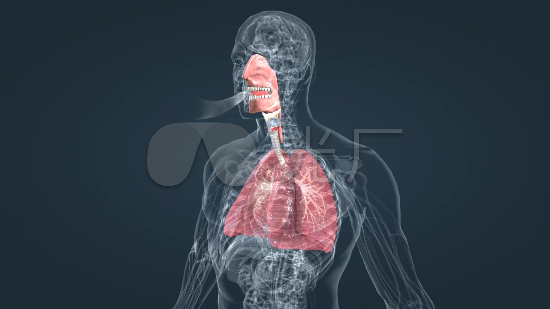 机械通气呼吸驱动监测：肺和膈肌保护性通气 - 知乎