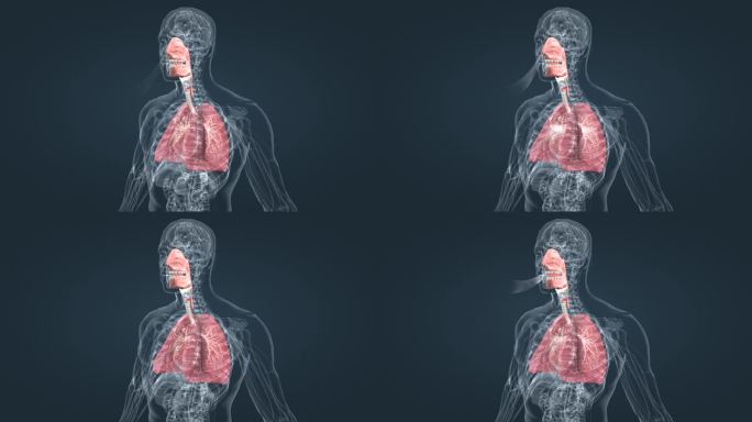 医学气管炎肺炎肺呼吸肺活量深呼吸三维动画