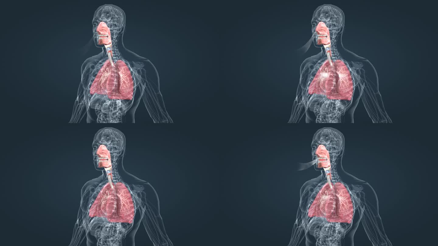 481.支气管、肺的神经支配和呼吸调节示意图※-系统解剖学动画感-医学