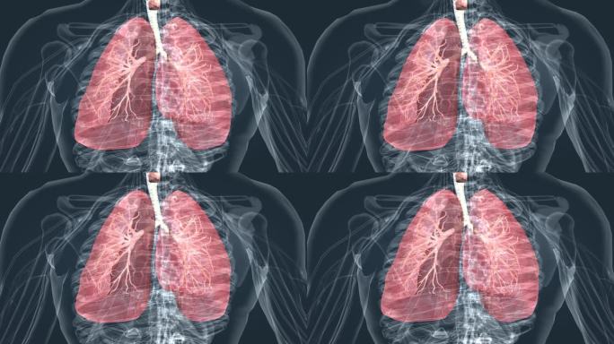 三维 动画 医学 特效 人体 透明 肺部