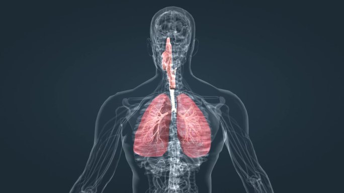 肺 呼吸 深呼吸 肺功能 呼吸系统动画