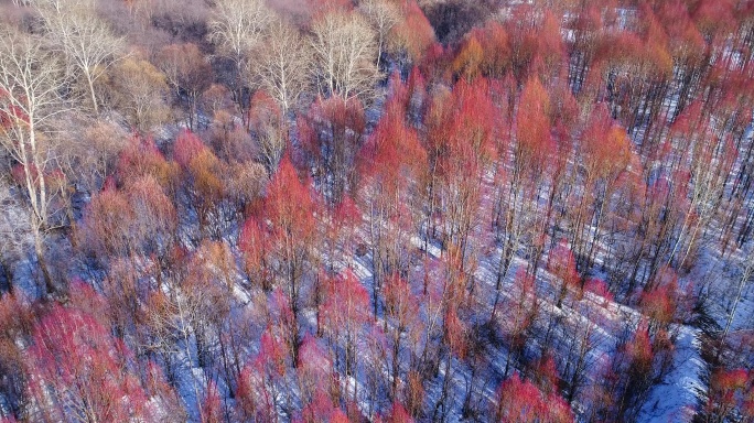 航拍雪原红柳