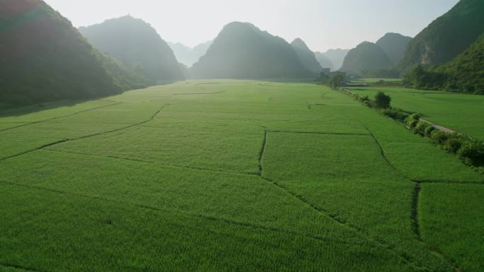 夏季清晨航拍乡村稻田.4K