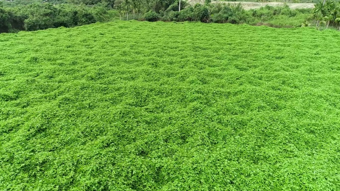 航拍百香果种植基地