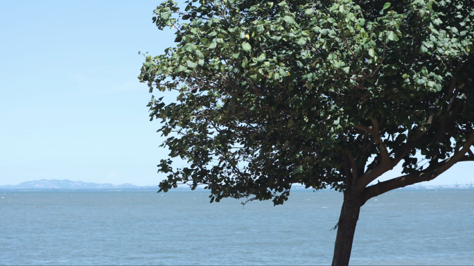 4k 海边城市常见的小景 花草 意境 海