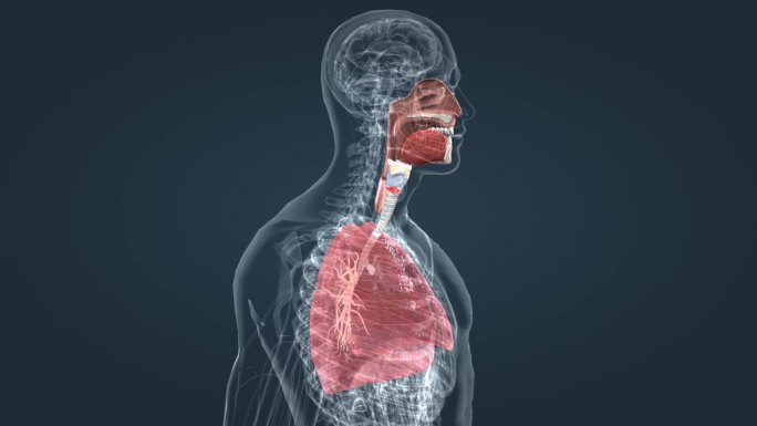 医学肺功能肺呼吸肺活量深呼吸人体器官动画