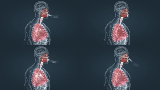 医学肺功能肺呼吸肺活量深呼吸人体器官动画