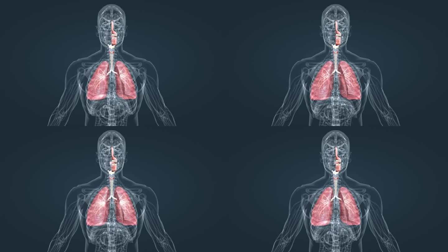 人体 器官 肺部 呼吸 支气管 器官动画