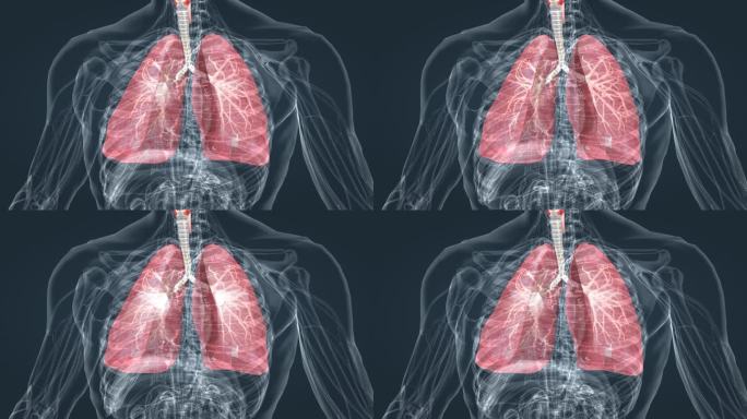 人体医学三维动画肺呼吸肺活量深呼吸支气管