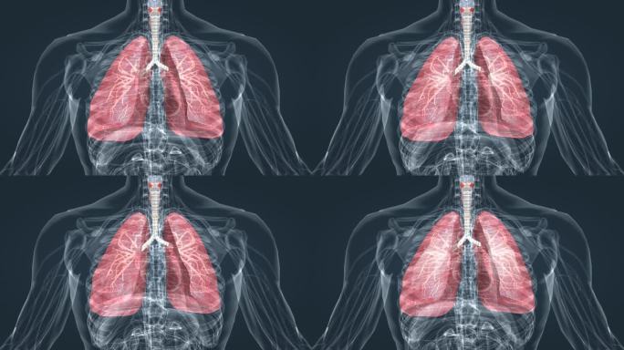 人体肺部呼吸系统深呼吸肺部支气管三维动画