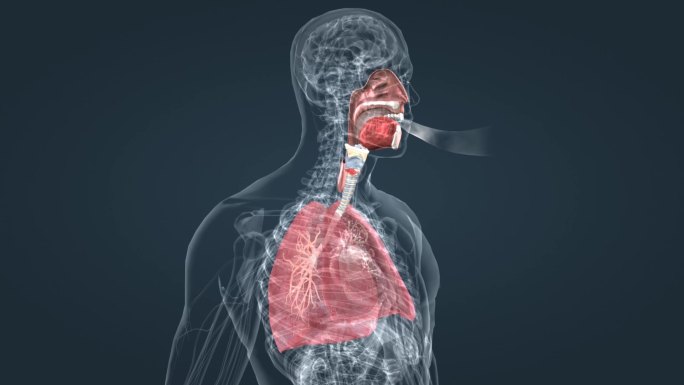 人体器官肺呼吸肺活量深呼吸支气管三维动画