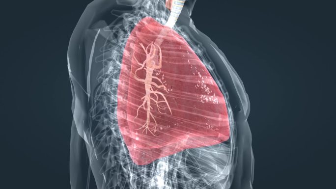 医学 三维 动画 肺呼吸系统 肺活量