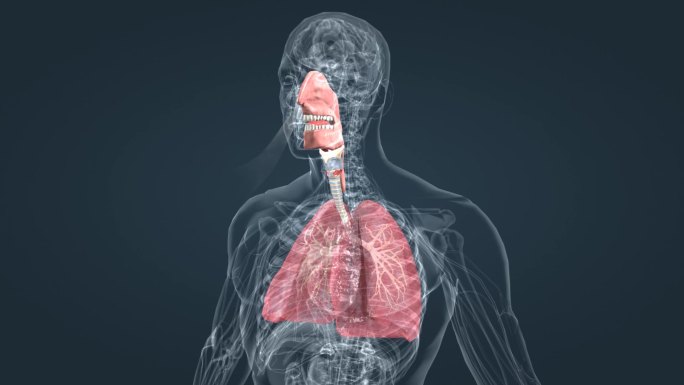 呼吸系统支气管肺呼吸肺活量深呼吸三维动画