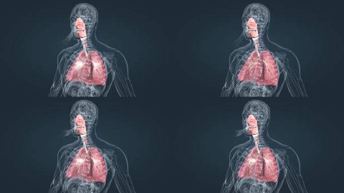 呼吸系统支气管肺呼吸肺活量深呼吸三维动画