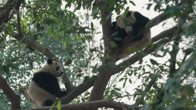 两只坐在树上的大熊猫