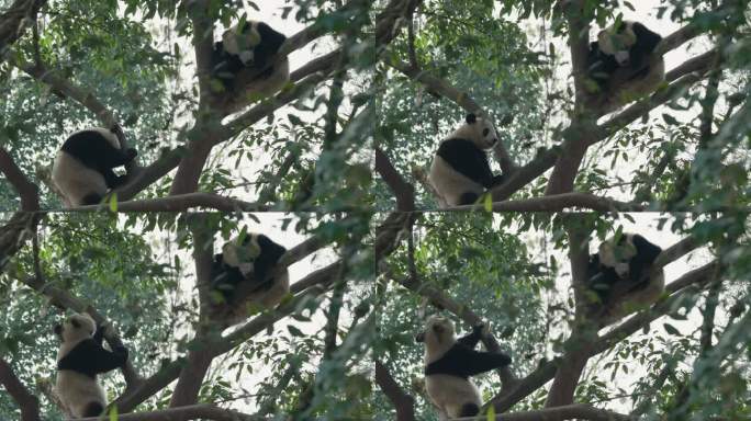 两只坐在树上的大熊猫