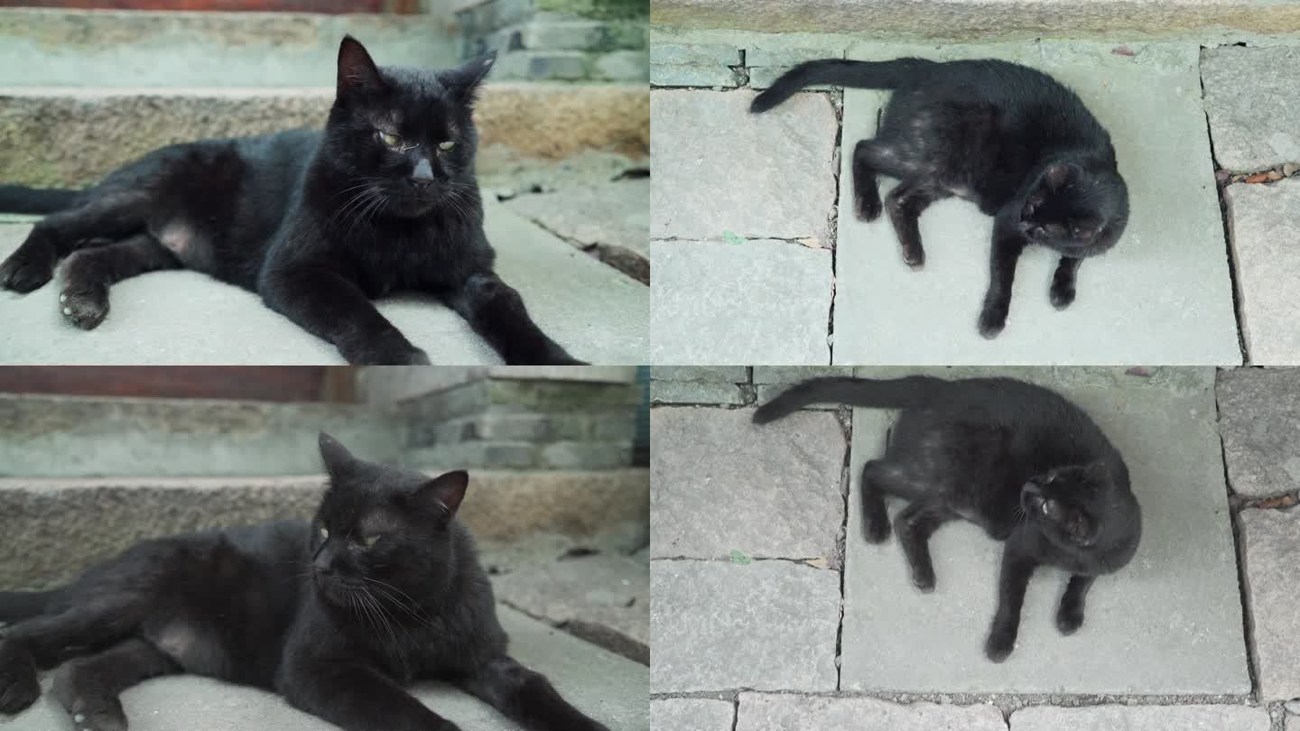全身黑色的猫咪