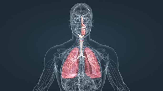 医学人体器官肺呼吸肺活量深呼吸三维动画
