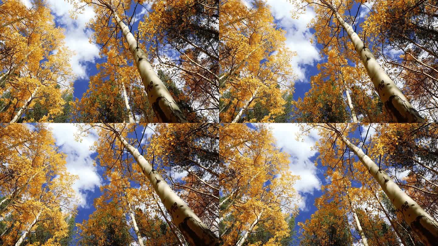 秋天枫叶树林蓝天白云