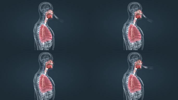 人体 器官 呼吸 肺部 肺脏 三维动画