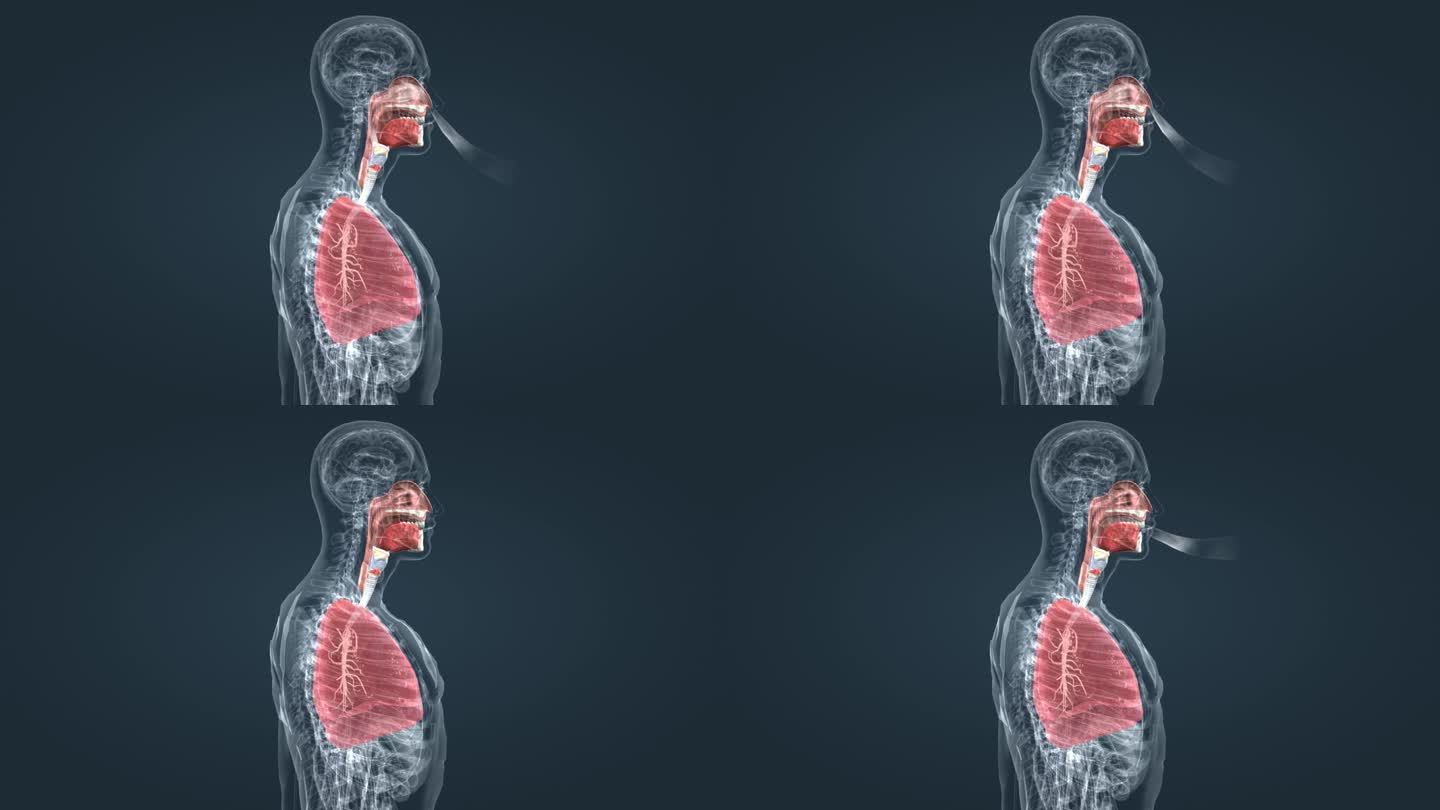 人体 器官 呼吸 肺部 肺脏 三维动画