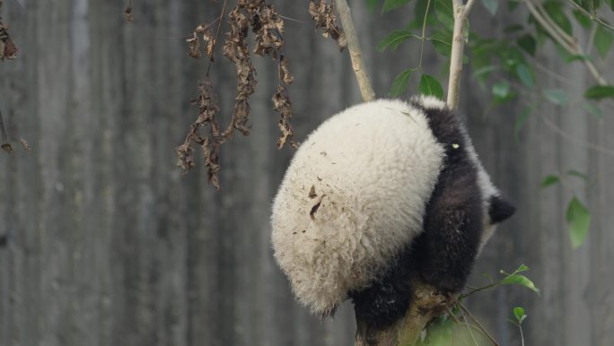 可爱的大熊猫爬树时被卡住了