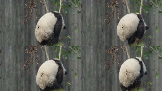 可爱的大熊猫爬树时被卡住了