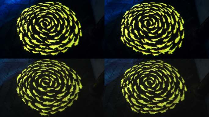 地上旋转的鱼群投影