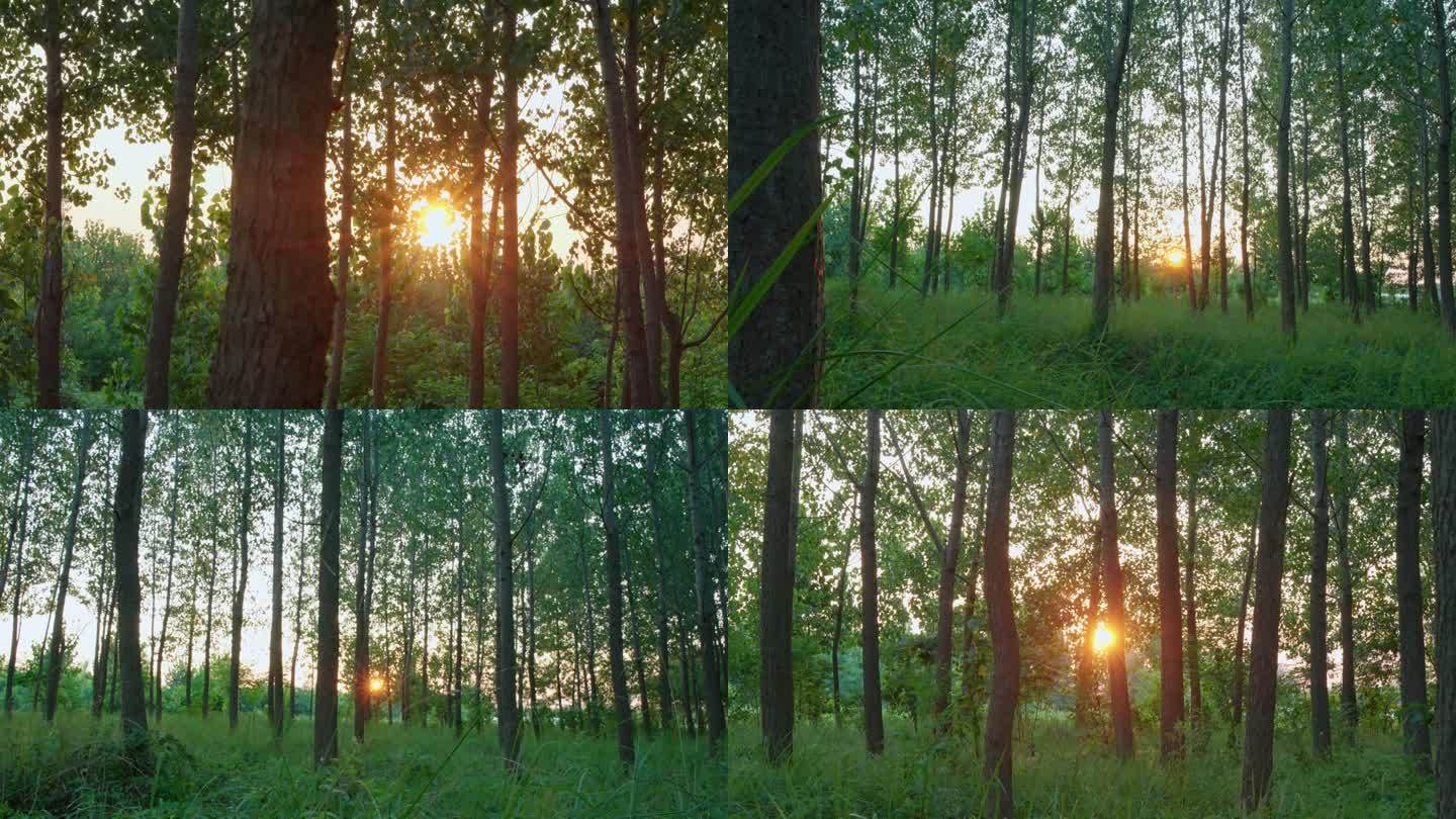 夕阳下逆光的树林