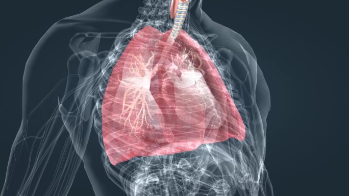 肺功能 肺呼吸 肺动画 呼吸系统 支气管