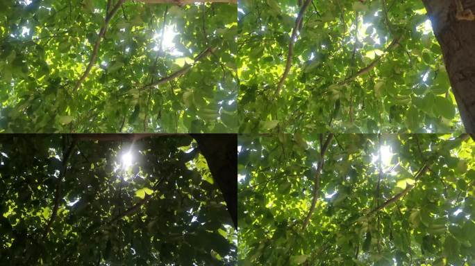 树下时光，中午的太阳，荡着秋千,4K视频