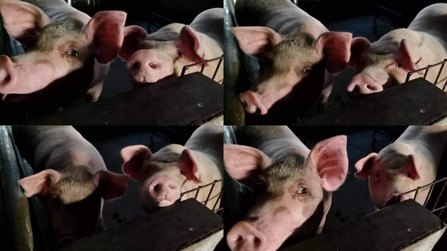 猪头特写近拍摄猪特写肉猪饲料养猪家庭猪栏