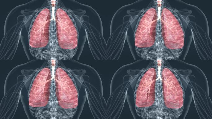 呼吸系统 支气管炎 肺功能 肺活量动画