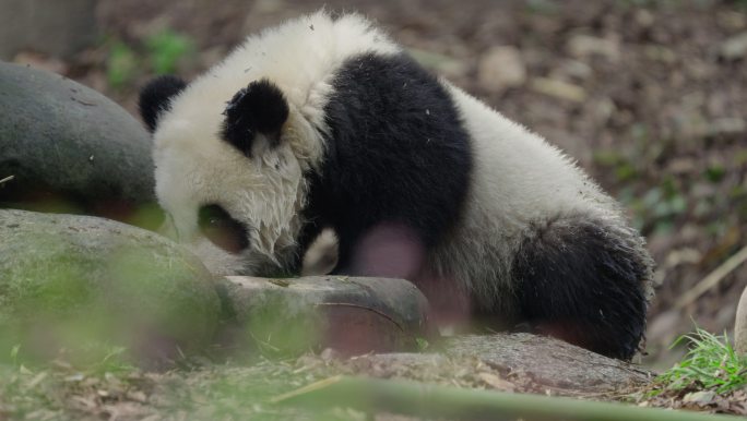 独自玩耍的幼年大熊猫