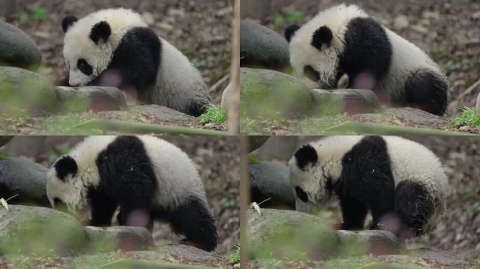 独自玩耍的幼年大熊猫