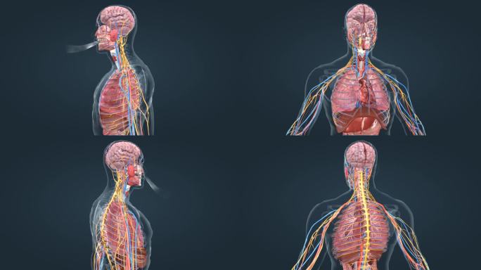 人体 器官 呼吸 支气管 大脑 肺部动画
