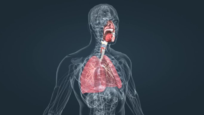 肺呼吸 支气管 深呼吸 肺功能呼吸道感染