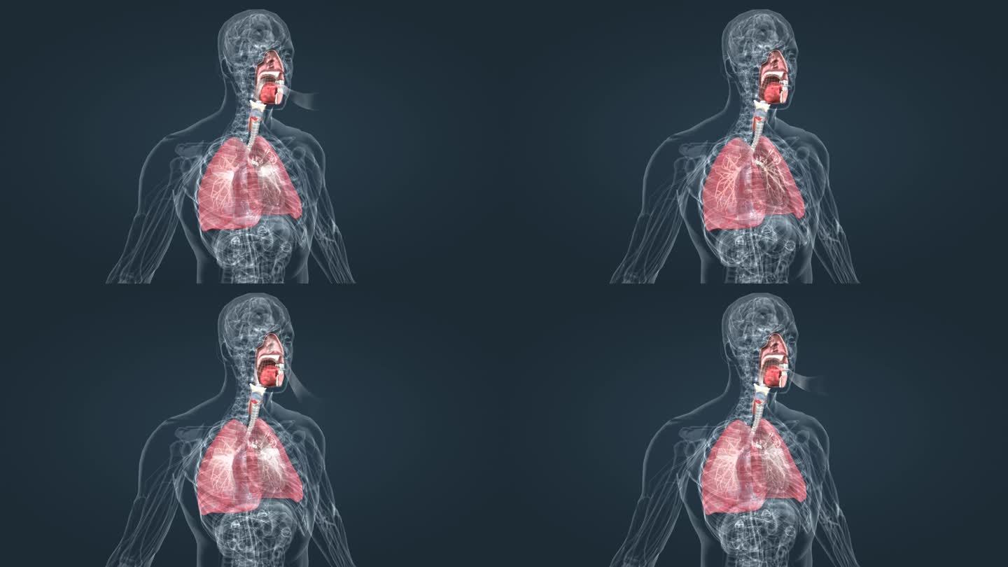 肺呼吸 支气管 深呼吸 肺功能呼吸道感染
