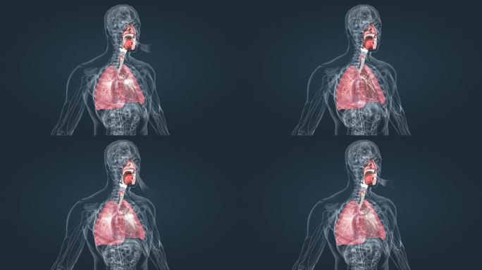 肺呼吸 支气管 深呼吸 肺功能呼吸道感染