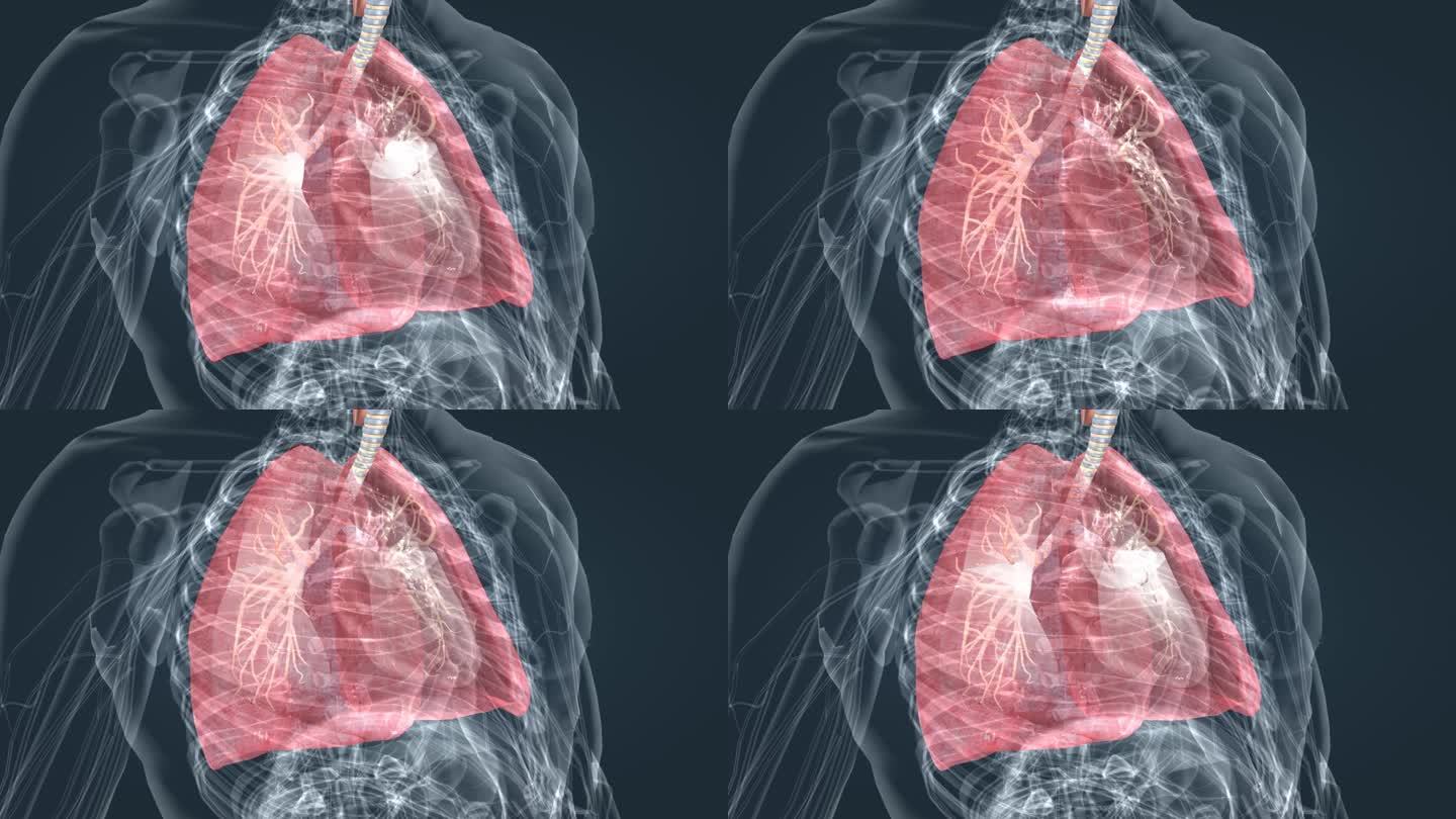 肺呼吸 肺活量 深呼吸 肺功能 吸气呼气