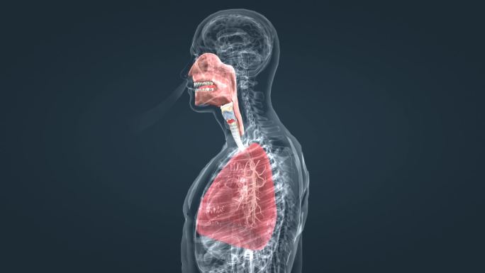 医学人体呼吸系统肺呼吸肺活量深呼吸动画