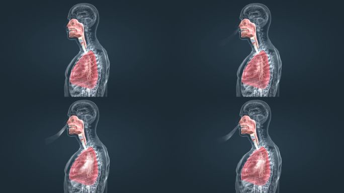 医学人体呼吸系统肺呼吸肺活量深呼吸动画