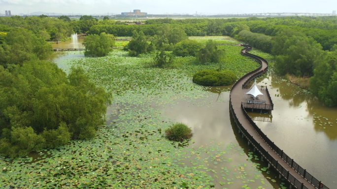 南沙湿地公园 荷花