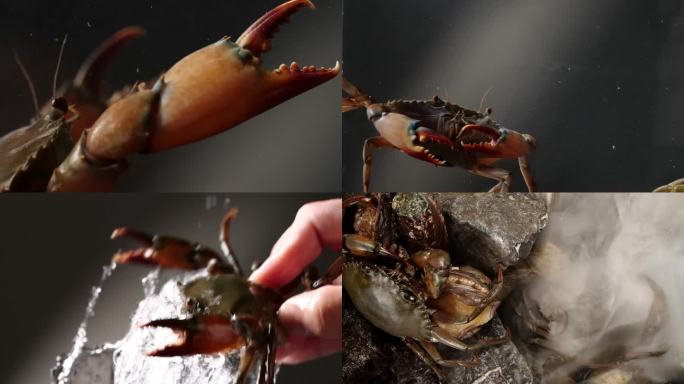 螃蟹 青蟹 海蟹 红鲟 鲜活螃蟹 活海鲜