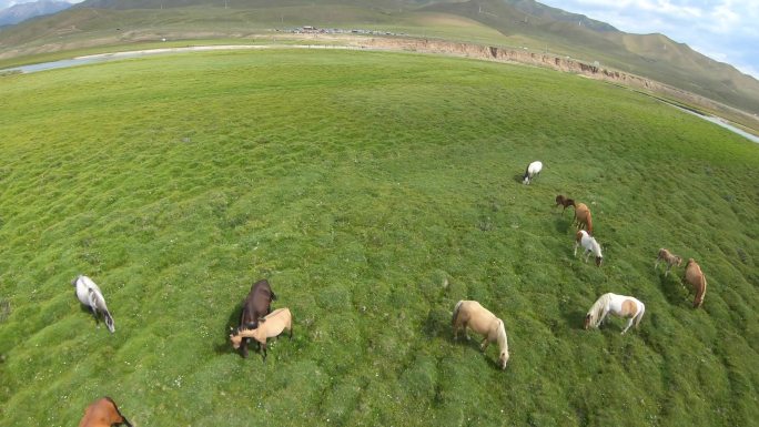 4K穿越机fpv航拍新疆巴音布鲁克草原