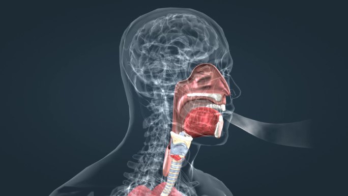 医学人体 器官动画 肺呼吸 肺活量深呼吸