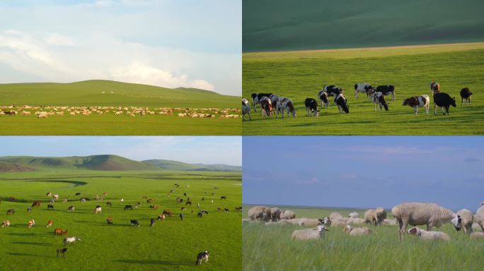 大草原美景实拍视频背景